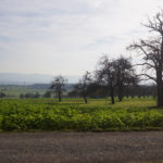 Canon FD 50/1,4 an der NEX-7 – Bild 5
