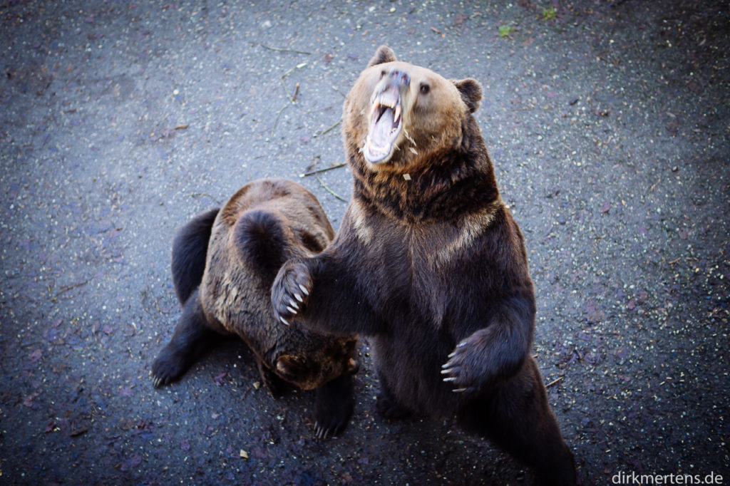 Unterwegs: Deutschland / Wildpark Allensbach